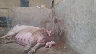 Animal | Sow Giving Brith To Piglets