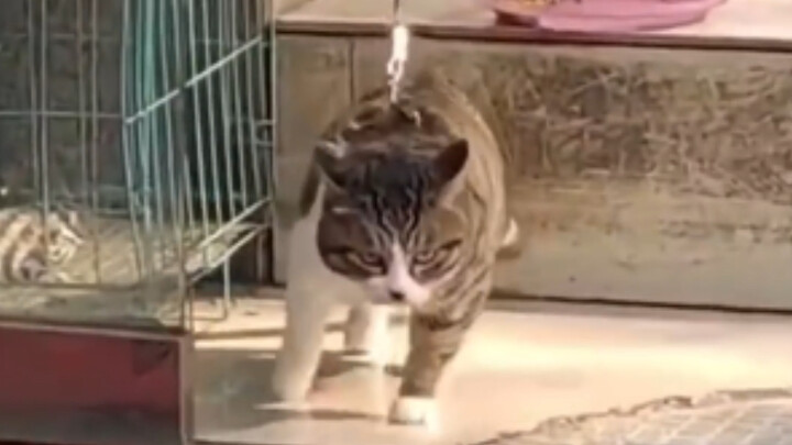 I don’t really understand cats as a species.
