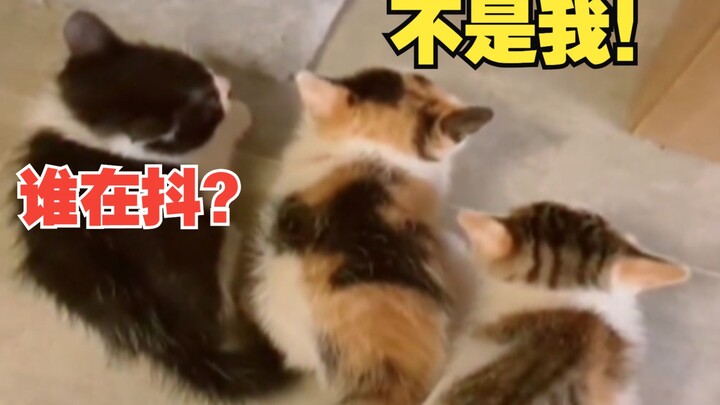 แม่แมว: พวกเธอเป็นรุ่นที่แย่ที่สุดเท่าที่ฉันเคยดูแลมา!