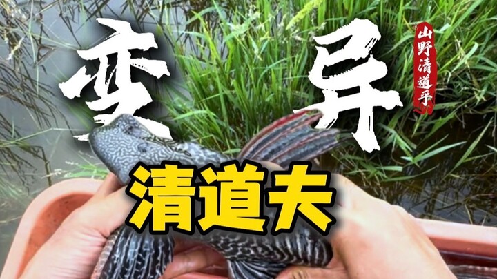 A scavenger with horns on its head—just like a rhino, it’s a bit scary!