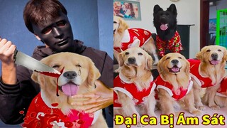 Thú Cưng TV | Trứng Vàng và Trứng Bạc #13 | Chó Golden Gâu Đần thông minh vui nhộn | Pets smart dog