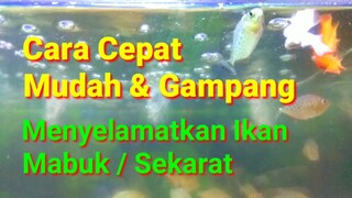 Cara Cepat Mudah Dan Gampang Menyelamatkan Ikan Mabuk / Sekarat