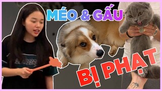 KHI GẤU VÀ MÉO BỊ PHẠT, LIỆU CÓ BỊ ĐÁNH ĐÒN?