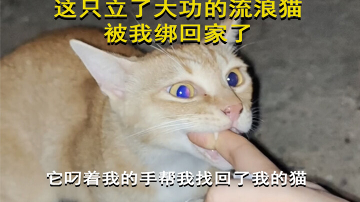 Phần tiếp theo đây! Con mèo hoang đã lập công lớn này đã được tôi buộc dây mang về nhà rồi.