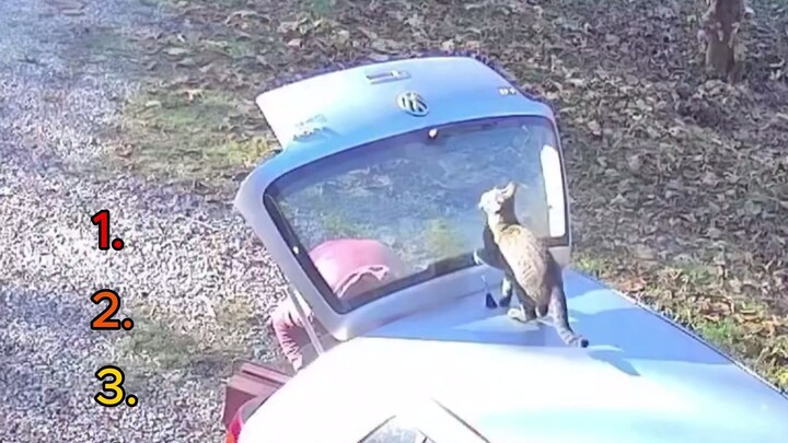TRY NOT TO LAUGH: CAT EDITION 💀