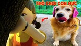 Thú Cưng Vlog | Chó Gâu Đần Golden Troll Mẹ #19 | Chó golden vui nhộn | Funny pets smart dog
