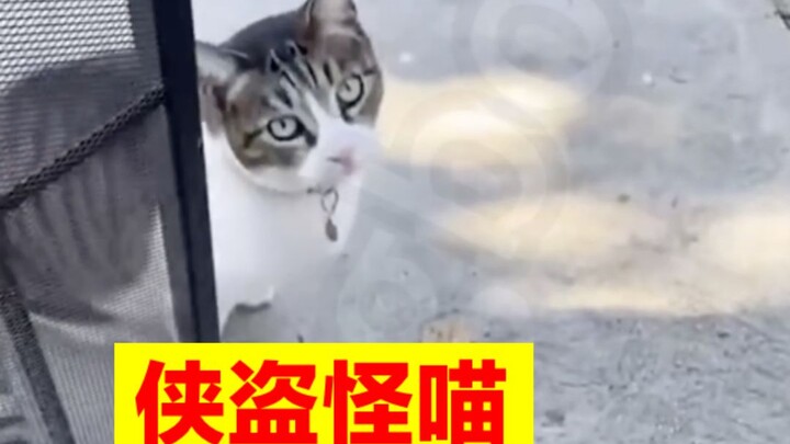 Cat: “I’m stealing to take care of you!”