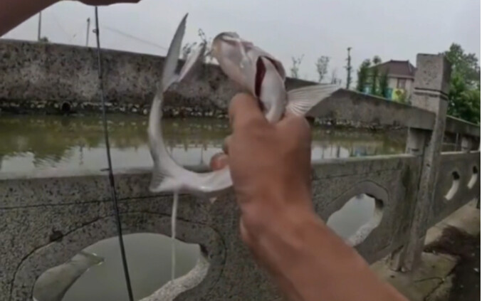 Fish: I was reeling too hard... I just couldn’t hold back!