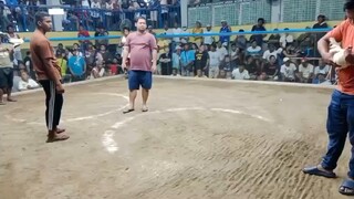 4 bullstag/cock combo 2nd fight W Zamboanga white 🔥