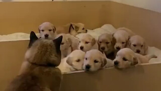 Anjing Golden Retriever melahirkan 11 ekor anak anjing dan mengalami depresi pasca melahirkan. Pada 