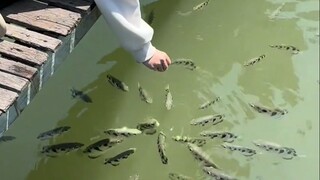 Kenapa ikan ini bisa menembak orang?