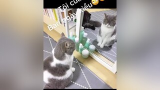 Đêm mắt sáng như cú, hơn nữa😆😫mèo meocute xuhuong xuhuong_or_fl thucdem khongnguduoc 🙄 TikTokFashUP  vitamin🇻🇳💍
