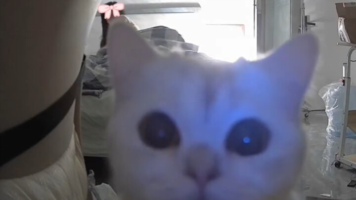 Porsi besar bikin kenyang, kucing-kucing nyentrik di TikTok