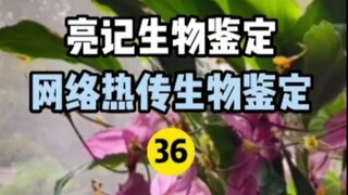 【Liangji Bio-Identifikasi】Identifikasi Biologis Panas Internet 36
