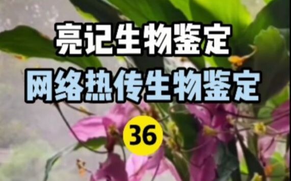 【Nhận dạng sinh học Liangji】Nhận dạng sinh học nóng hổi trên Internet 36