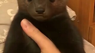 Khi bạn dùng tay nắm lấy chồn đen, nó lại ngã xuống.