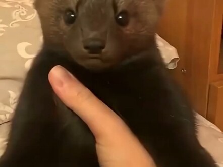 เมื่อคุณใช้มือจับมิงค์ดำ ทันใดนั้นมันก็ล้มลง