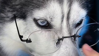 Mari kita kembalikan ekspresi klasik seekor husky yang memegang setangkai mawar.