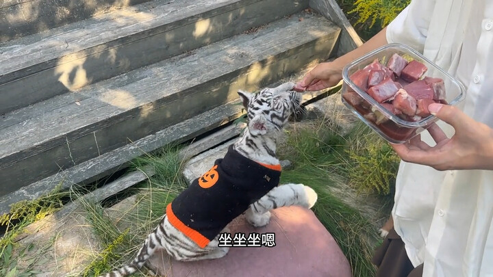 Baby, you're a little kitten with zebra stripes—every family has its own rules!