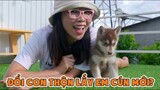 Chị Thơ Đổi Đàn Con Thộn Lấy Em Cún Mới Husky