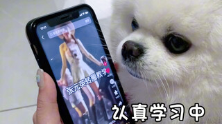 当狗子学会了张元英式转圈～