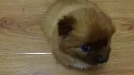 Các bạn ơi, ai có thể giúp tôi xem cô ấy bị làm sao không?