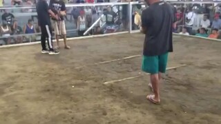 StanSid white pitted vs a dom at Victoria Coliseum