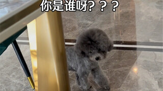 ทันทีที่เปิดประตู จู่ๆ ก็มีลูกสุนัขเพิ่มมาในบ้าน...