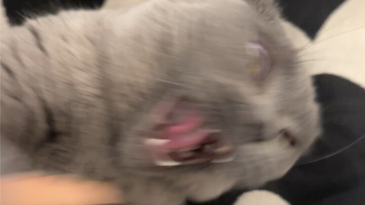 I heard that if you get scalded by hot water, you can touch a cat’s ear to cool down—so what does th