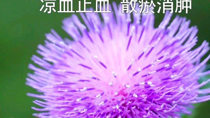 【ต้าจี้】ยาห้ามเลือดที่ต้องรู้จัก!