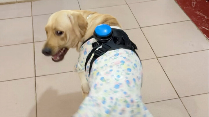 Nút dính vào lưng