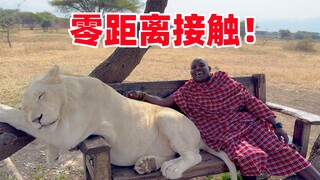 兴奋劲来了！保镖狮子再相遇，直接上手，这满地的野生动物太嗨了