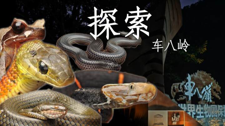 Exploring Chebaling: What amazing encounters await in the deep mountains of Guangdong?