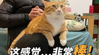 猫：朕在骑马，真得劲儿