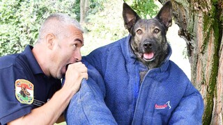 Amazing K9 Police Dogs TikTok Compilation | Pet Squad