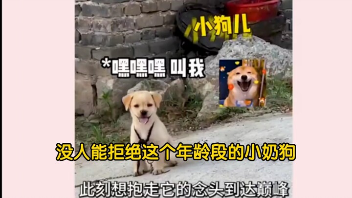 No one can resist these little local dogs at this age—each one is absolutely adorable, just like a c