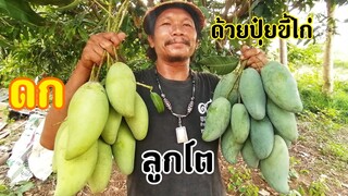 เก็บ​มะม่วง​น้ำดอกไม้​&เขียวเสวย​ดกต้มต้น​ด้วย​ปุ๋ย​มูลไก่​