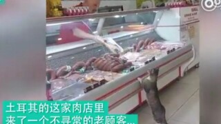 Một cửa hàng thịt ở Thổ Nhĩ Kỳ có một vị khách đặc biệt - một chú mèo hoang. Mỗi lần đến cửa hàng, c