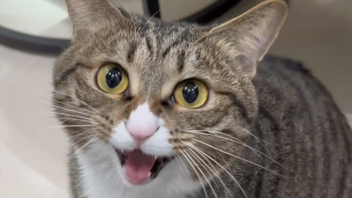 My cat thinks it's cute to meow like this...