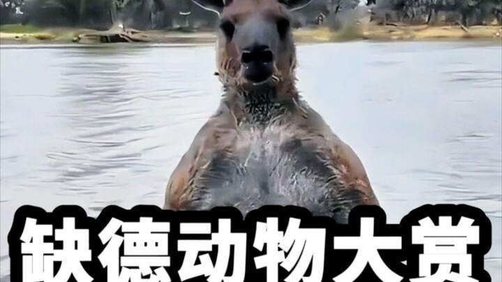 A Roundup of the Most Disgusting Animal Behaviors