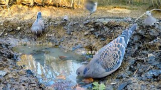 The pond near the village dried up again, and the pheasants and mountain doves had no water to drink