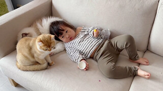 Animal|Ragdoll Looks After the Kid