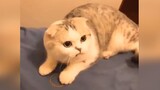 Cute videos of cats