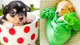 Baby Dogs - การรวบรวมวิดีโอสุนัขน่ารักและตลก #38 | Aww สัตว์