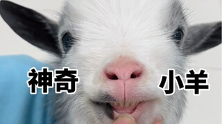 I didn't listen to others' advice and raised a lamb...