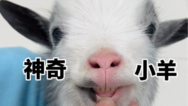 ฉันไม่ฟังคำแนะนำของคนอื่นและเลี้ยงแกะ...