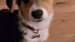 超可爱！柯基立耳朵全过程