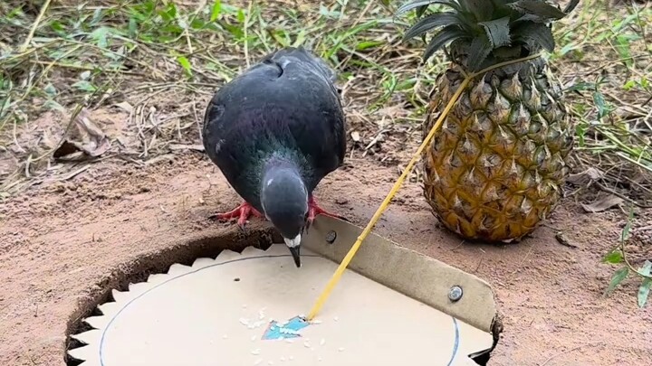 [World Curiosities Commentary] The latest video is now available—come check it out!