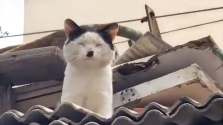 Mặt mèo hoang có thể “đơn sơ” đến mức nào...