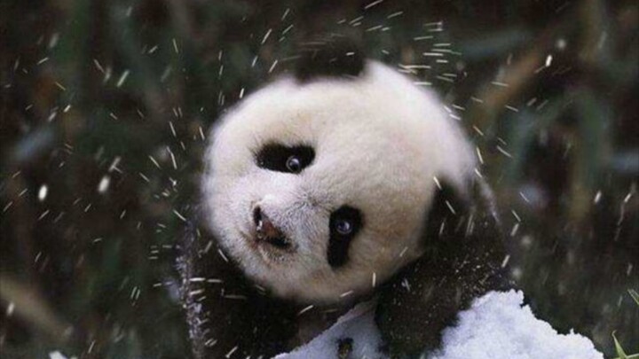 When baby pandas encounter snow, the cuteness ahead